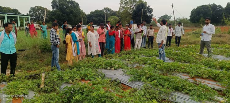 पंचायत प्रतिनिधियों ने गुफू गांव में आम बागवानी के तरीके सीखे