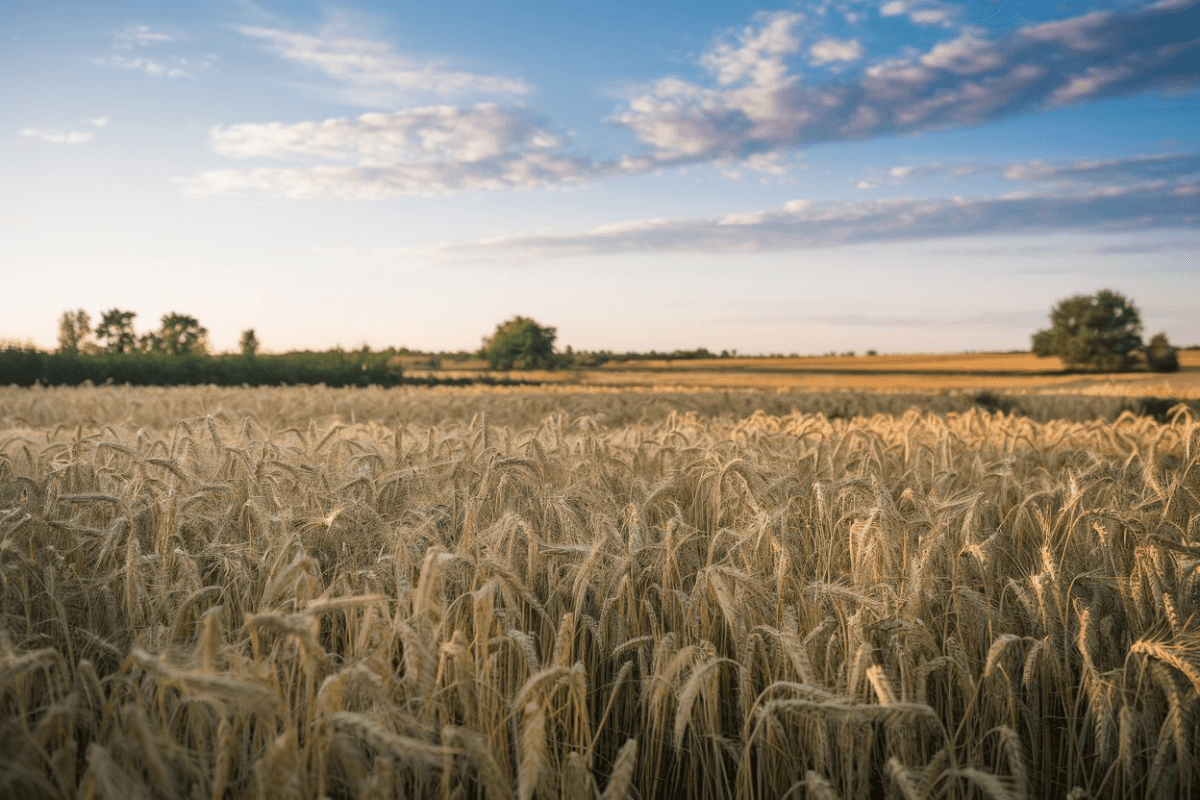 Who lead in Wheat Production Country India or Pakistan