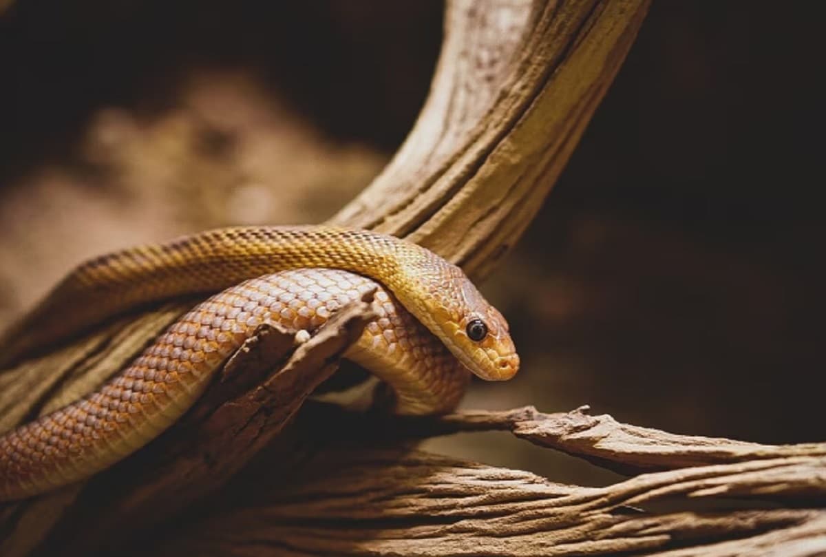 बिहार में दिखा दुर्लभ 'भेड़िया' सांप, जितनी सुंदर उतनी ही विषहीन है ये प्रजाति