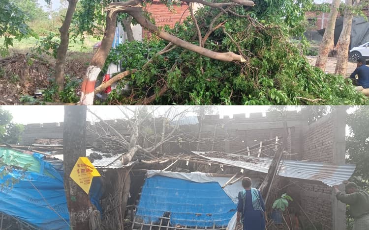 Weather News: बेतिया में आंधी-बारिश ने मचायी तबाही, कहीं उड़े टीन के छप्पर तो कहीं गिरे दर्जनों पेड़ के साथ बिजली पोल