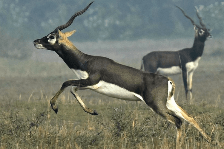 Bihar News: काले हिरणों के लिए बन रहा पहला नेशनल पार्क, 12 एकड़ जमीन उपलब्ध कराएगी सरकार