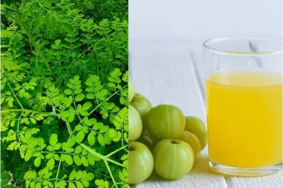 Moringa Amla Drink Benefits: मोरिंगा और आंवला से करें दिन की शुरुआत, सेहत में आएगा जबरदस्त बदलाव