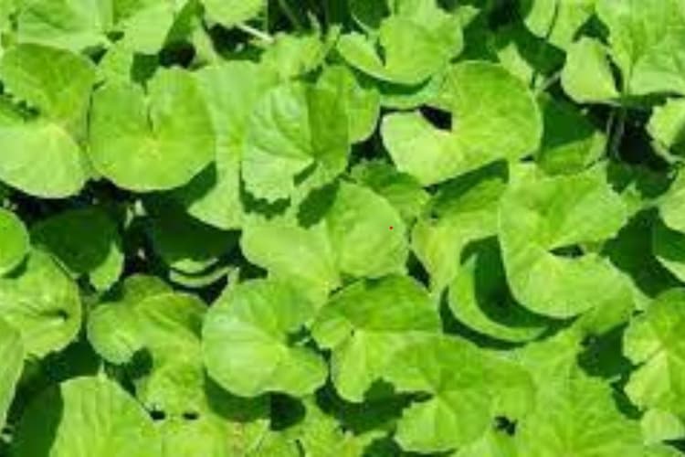 झारखंड का यह है गुमनाम साग, एक बार बनाकर खा लें, उंगलियां चाटते रह जाएंगे