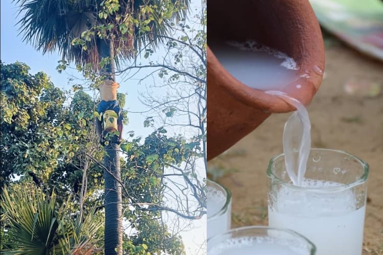 सुबह पियो तो दवा, शाम को बन जाती है दारू, जानिये ताड़ी से जुड़े अनोखे राज