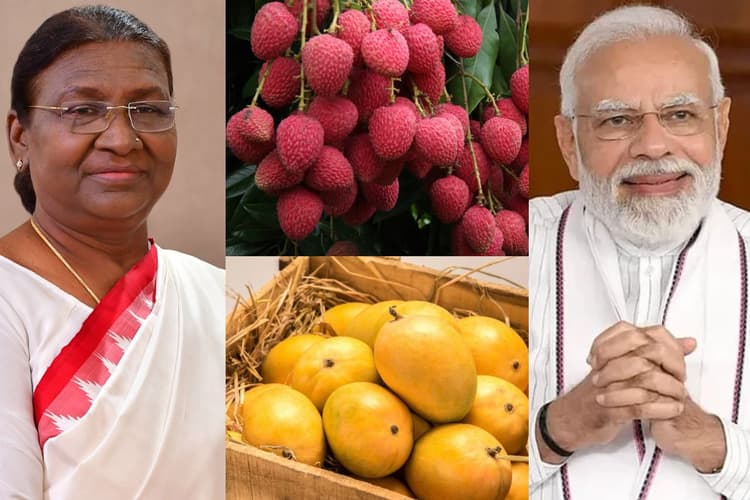 Bihar News: पीएम मोदी और राष्ट्रपति को इस दिन मिलेगी बिहार के जर्दालू आम और शाही लीची की सौगात, एसी वैन से होगी रवाना
