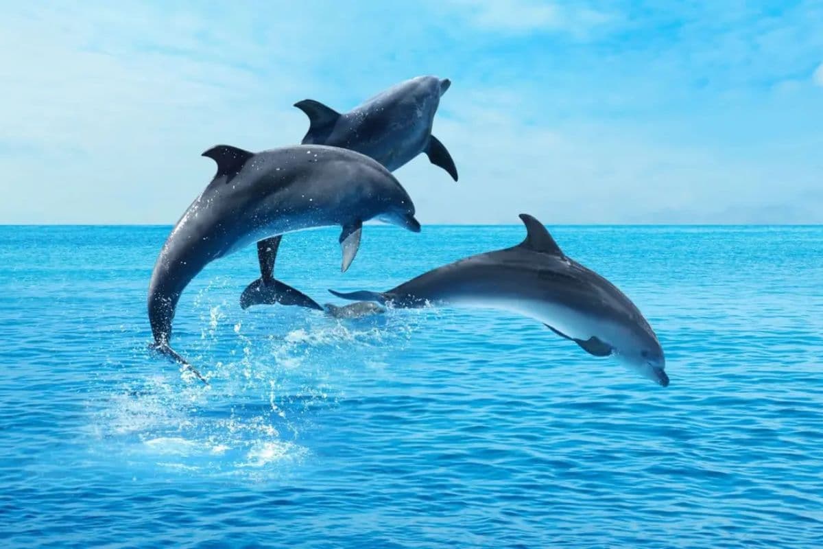 Good News: देश में डॉल्फिन के मामले में बिहार ने बड़े-बड़े राज्यों को छोड़ा पीछे, इन नदियों में है बसेरा...