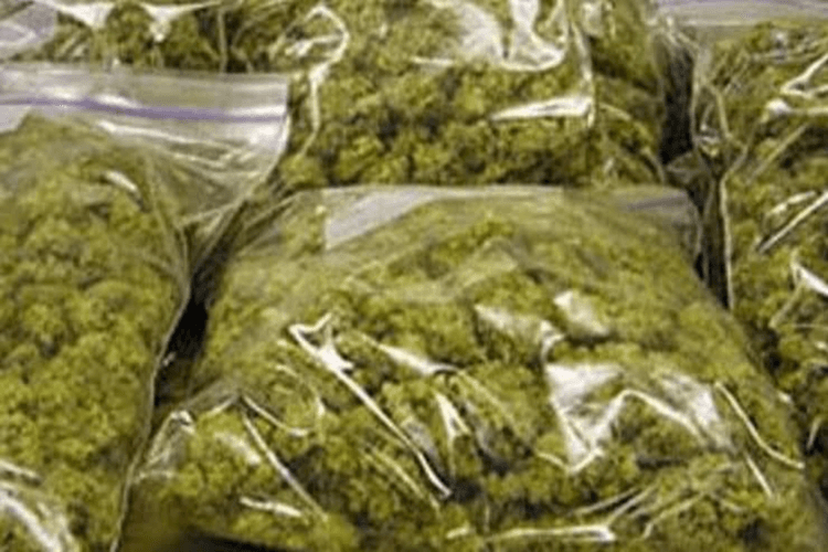 अमेठी में मादक पदार्थों की तस्करी पर बड़ी कार्रवाई, 25 लाख रुपये मूल्य का गांजा बरामद