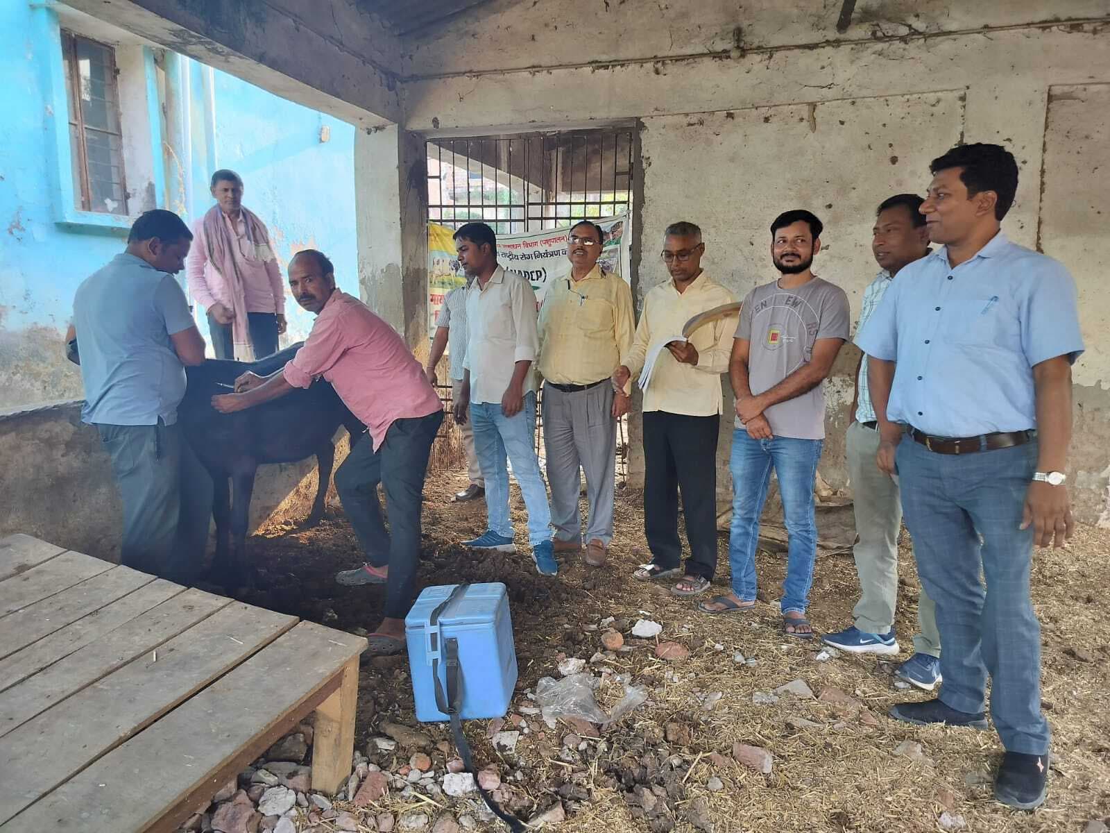 जिले के 608550 पशुओं को लगेगा खुरपका व मुंहपका रोग का टीका