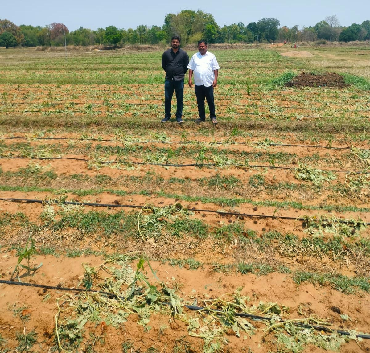 बारिश व ओलावृष्टि से सब्जी की खेती को नुकसान