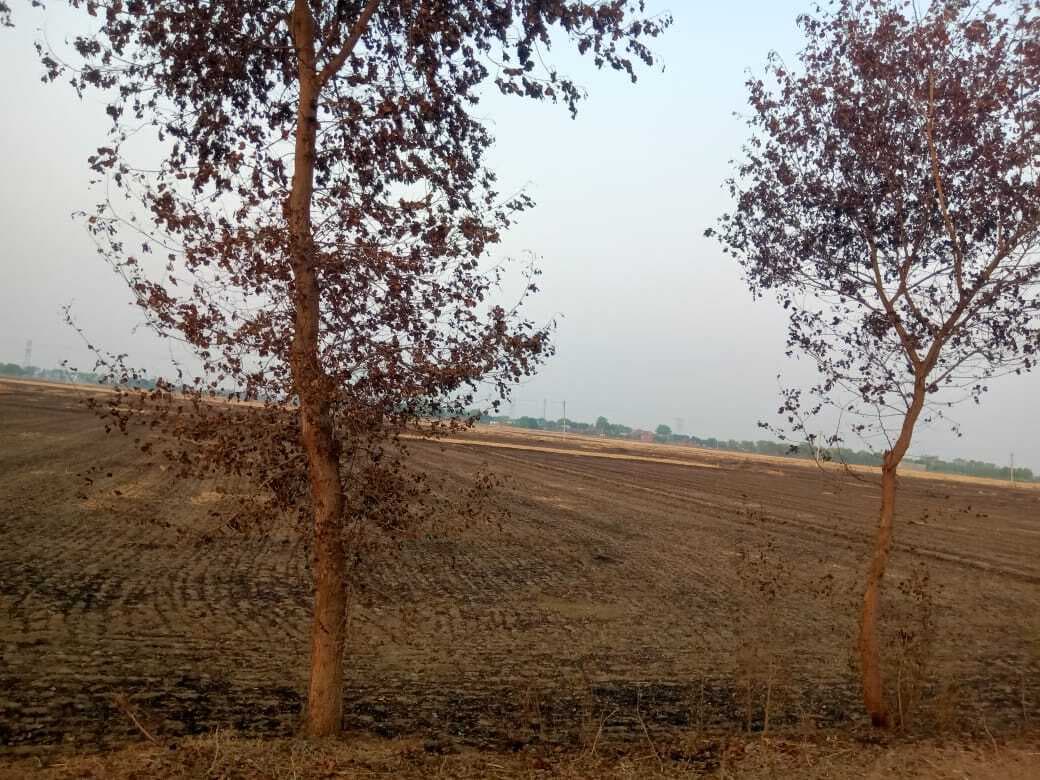 पराली जलाये जाने से पेड़-पौधों व पर्यावरण को पहुंच रहा नुकसान