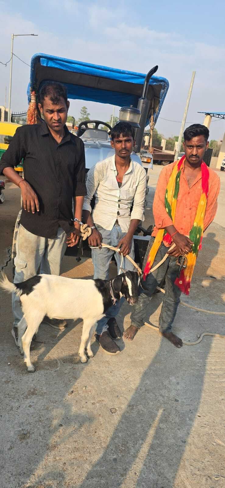 बकरे की चोरी करते ट्रैक्टर-ट्राली के साथ तीन गिरफ्तार