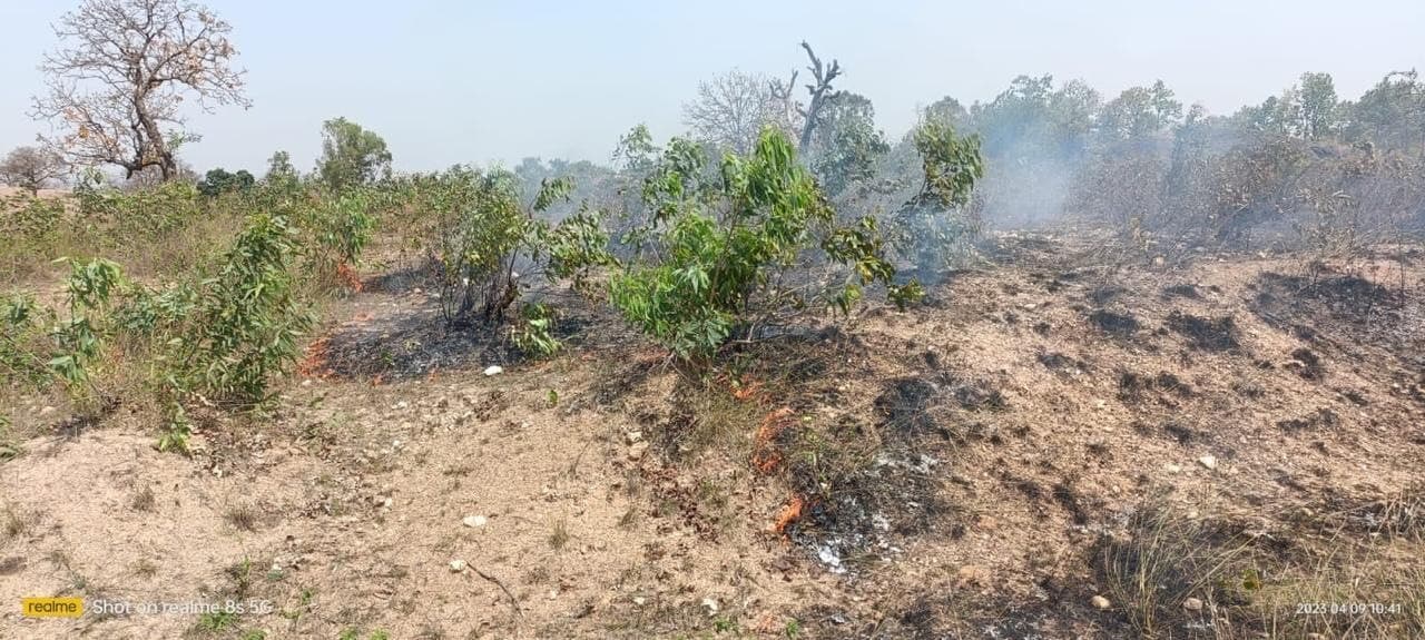 Giridih News :महुआ चुनने को ले सूखे पत्तों में लगायी आग, पेड़-पौधों को पहुंचा रहे नुकसान