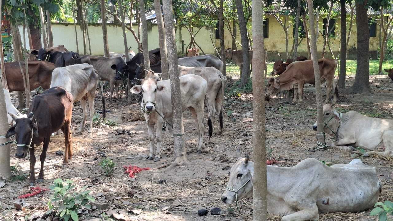 तस्करी के लिए ट्रक में पशुओं को लेकर जा रहे चार तस्कर गिरफ्तार, 33 पशु बरामद