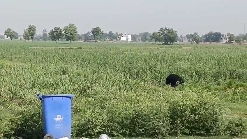 Bettiha : वीटीआर से भटककर बगहा शहर में पहुंचा जंगली भालू