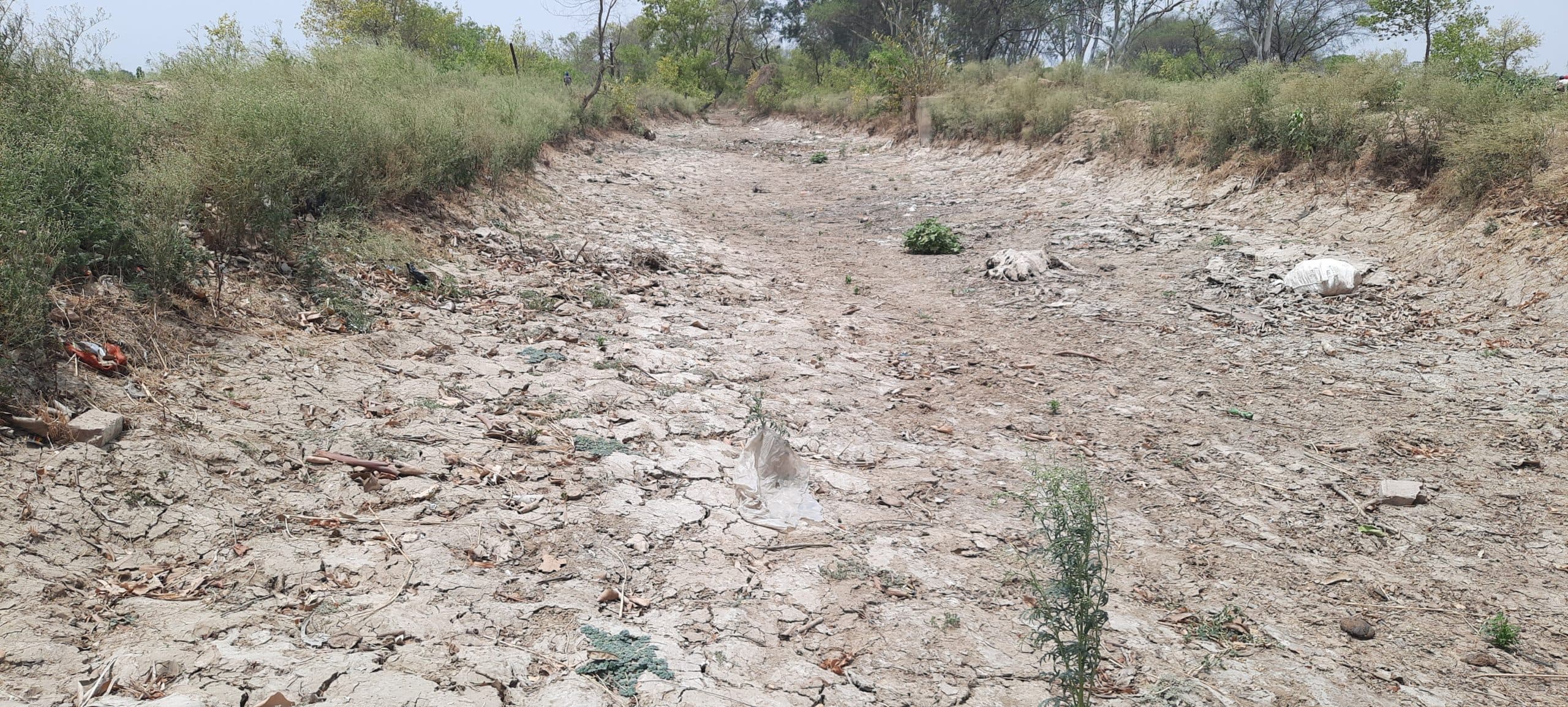 प्यास बुझाने को लेकर भटक रहे मवेशी व वन्य जीव