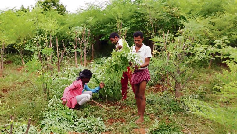 Jehanabad : सहजन के पत्तों से बना पाउडर लोगों को दे रहा रोजगार