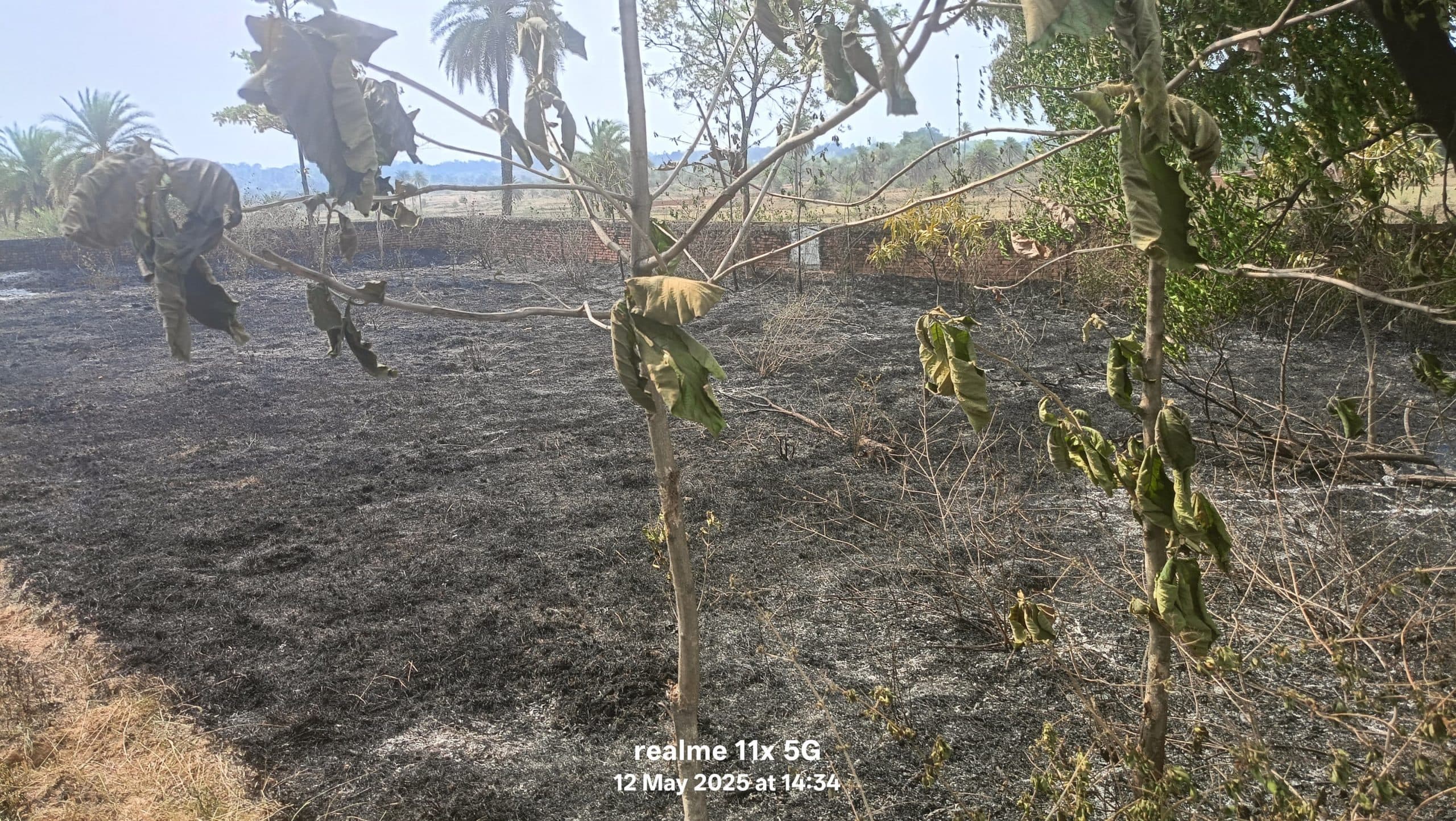 Giridih News :बागवानी में लगायी आग, जले पेड़-पौधे