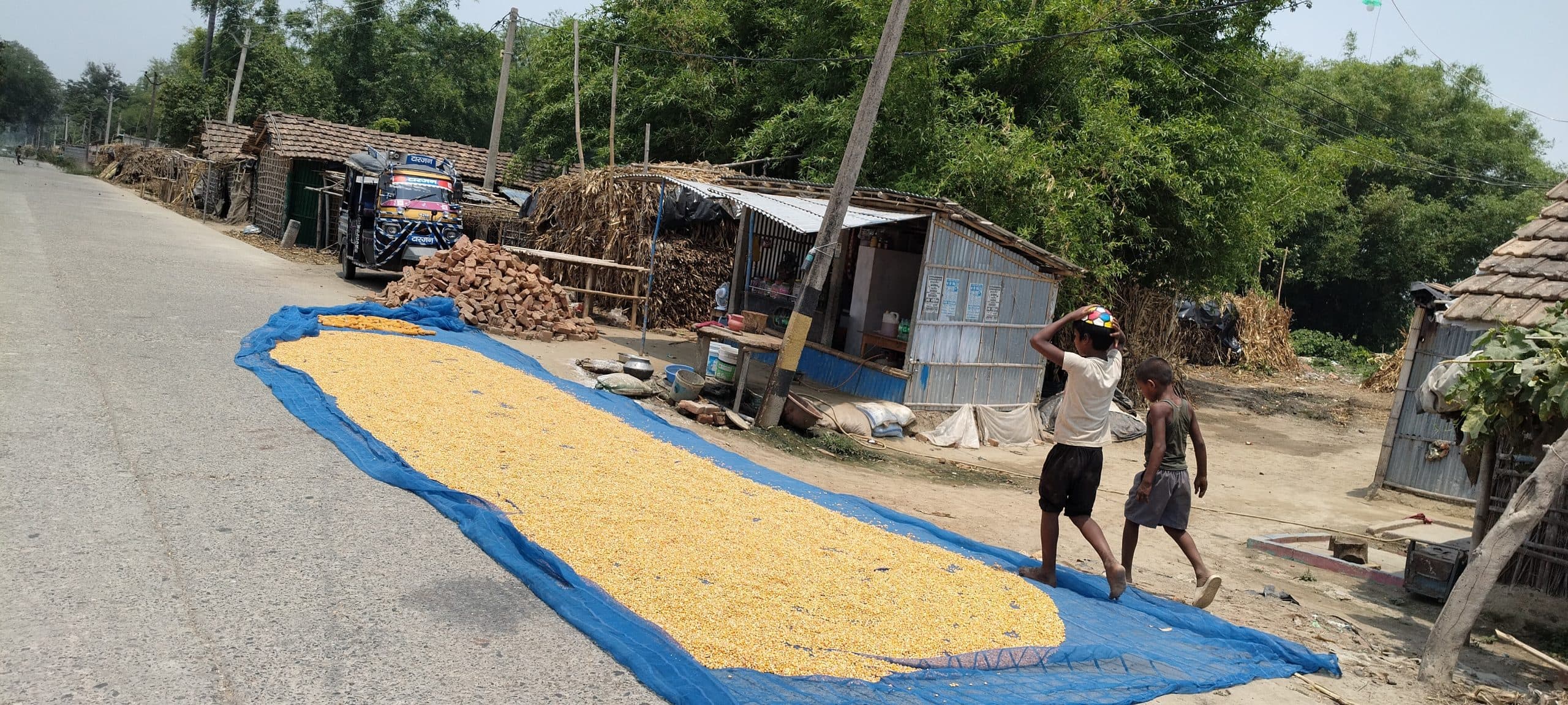 अब भी सड़कों पर सुखायी जा रही मक्का, प्रशासन बेखबर