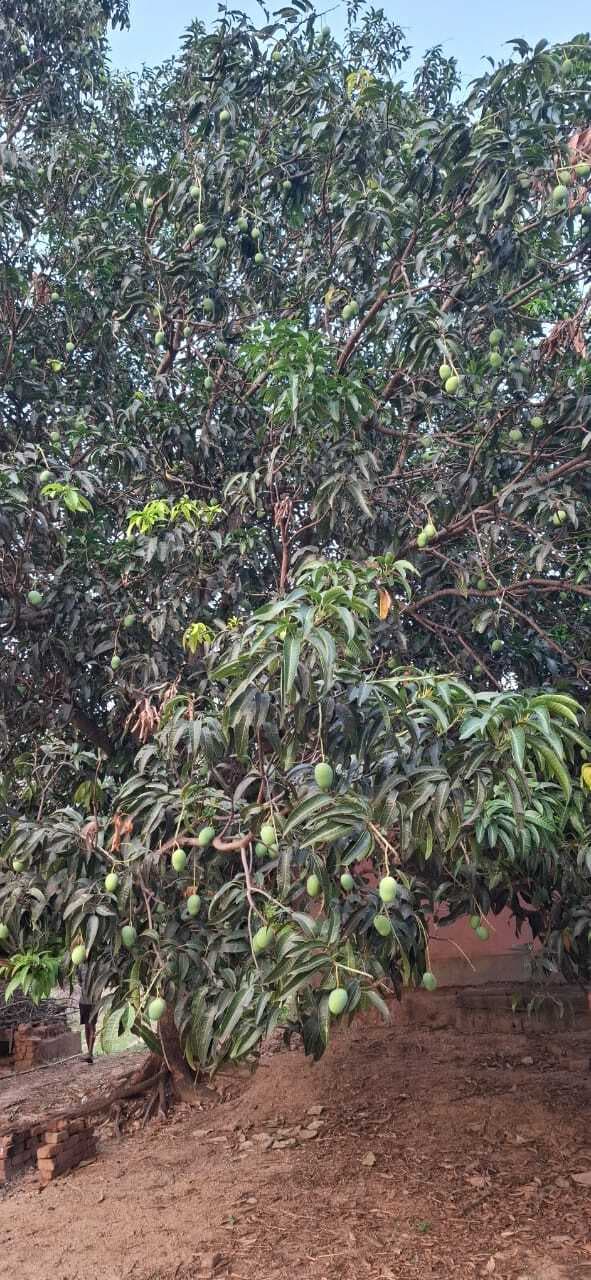 Giridih News:देवरी प्रखंड में आम की अच्छी पैदावार से किसान खुश