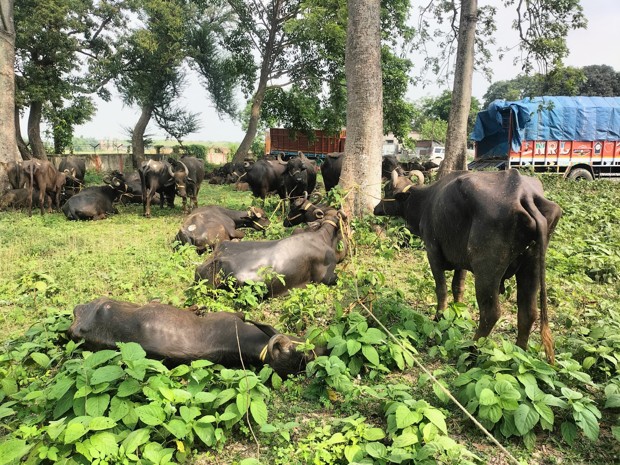 तीन ट्रक पर लोड 122 मवेशियों किया जब्त