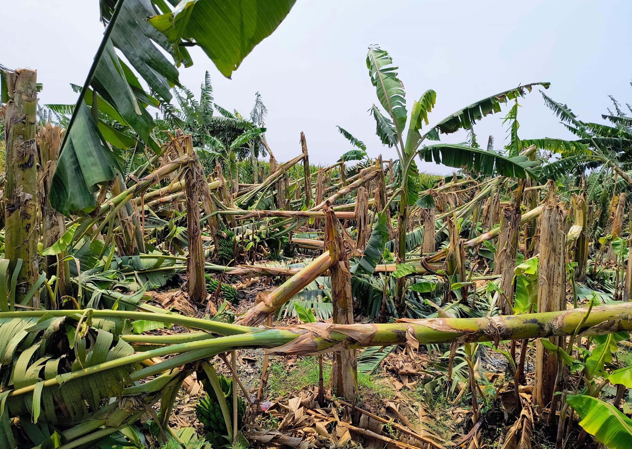 आंधी तूफान ने केला व मक्का की फसल को पहुंचाया भारी नुकसान