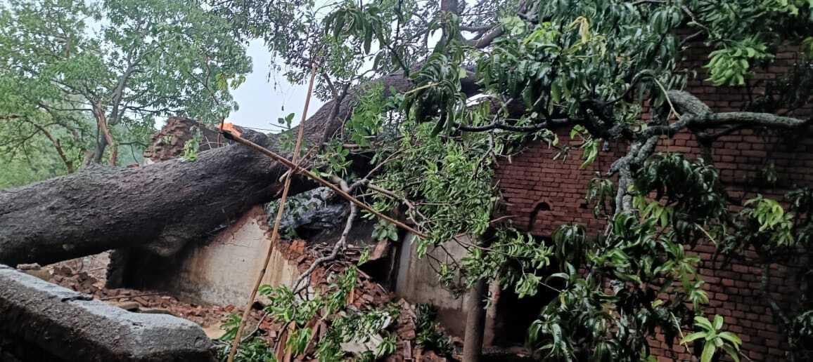 Giridih News : जमुआ में पेड़ गिरने से पांच घर ध्वस्त, लाखों की क्षति