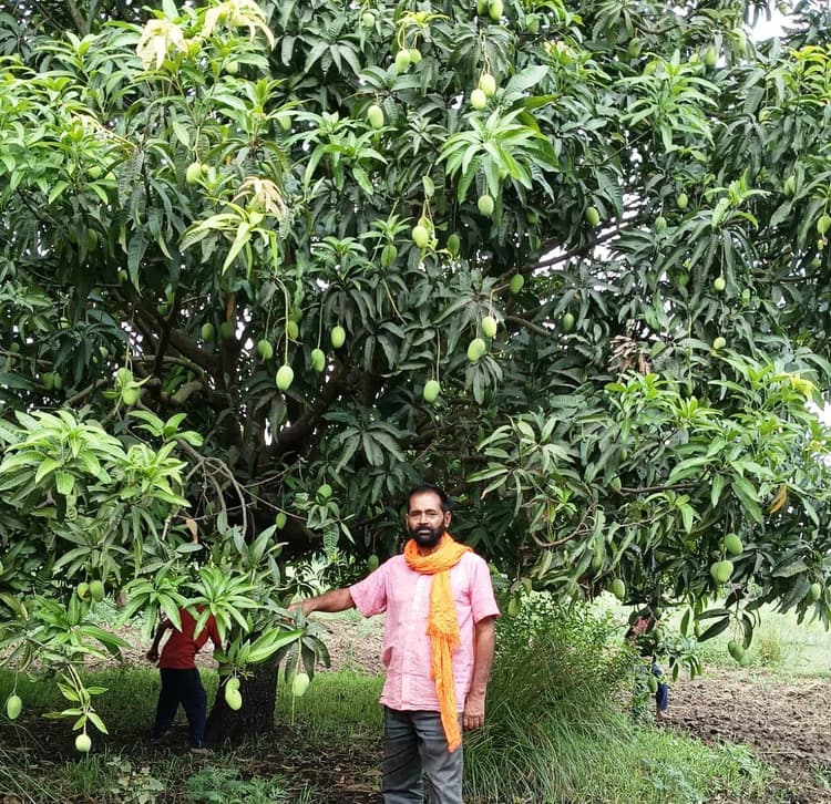 Bhagalpur news बारिश का मिला फायदा, इस वर्ष बेहतर है जर्दालु का आकार