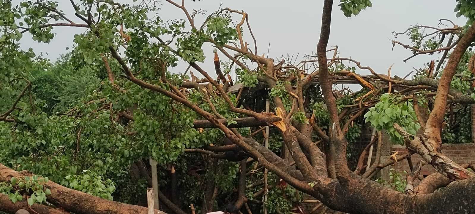 डेढ सौ साल पुराना पीपल का पेड़ गिरने से एक वृद्ध की हुई मौत, चार मवेशी घायल