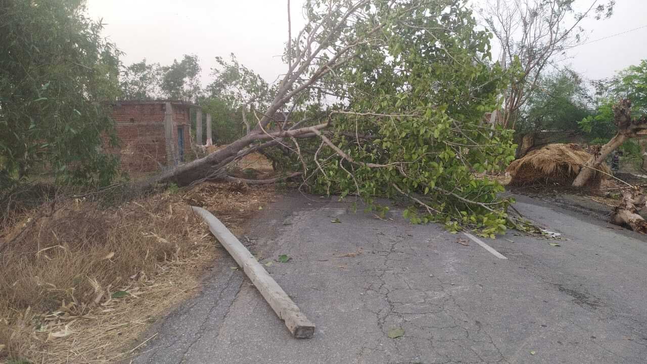 आंधी से गिरे पेड़ और पोल, गाय की दबकर मौत