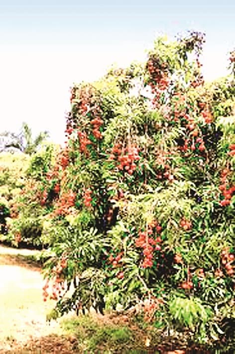 Motihari: दिल्ली,कोलकाता व बेंगलुरू तक पहुंच रही मेहसी की लीची