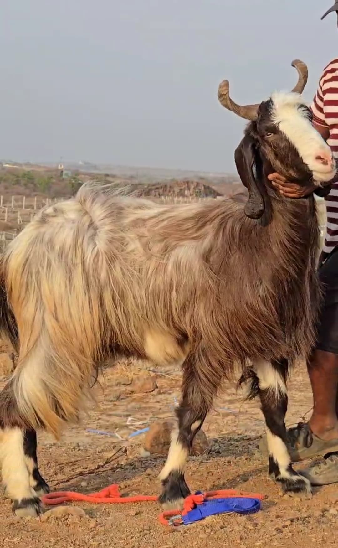 West Singhbhum News : आकर्षण का केंद्र बना 50 हजार का कश्मीरी बकरा