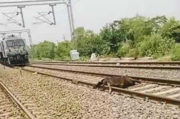 भागलपुर-लोकमान्य तिलक वीकली ट्रेन की चपेट में आकर मवेशी कटा