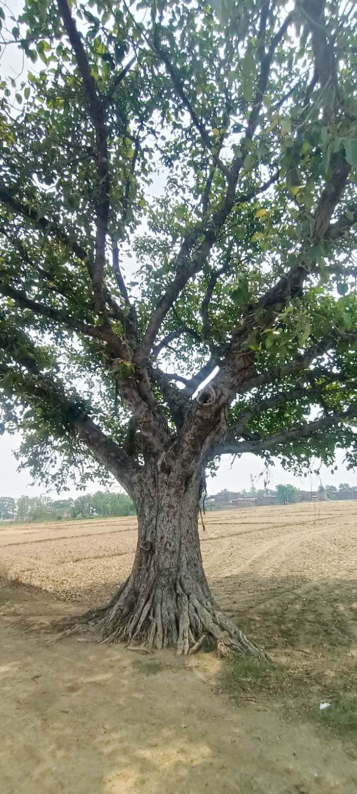 Aurangabad News: पति के दीर्घायु होने के लिए महिलाएं करेंगी वट वृक्ष की पूजा