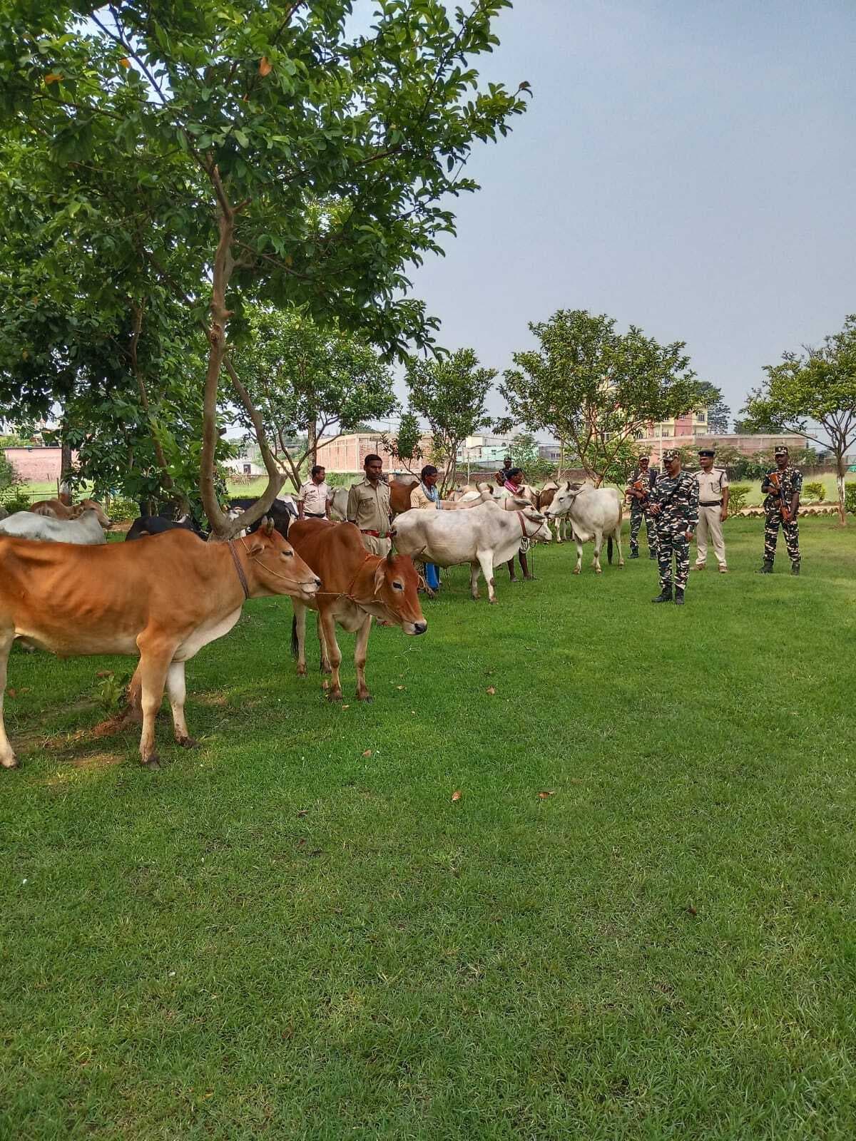 तस्करी के 24 मवेशी जब्त, दो पशु तस्कर गिरफ्तार