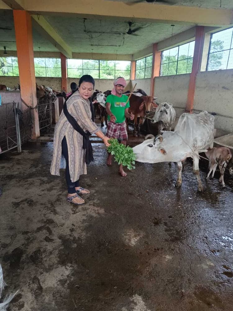 मारवाड़ी महिलाओं ने गौशाला में गायों को कराया भोजन