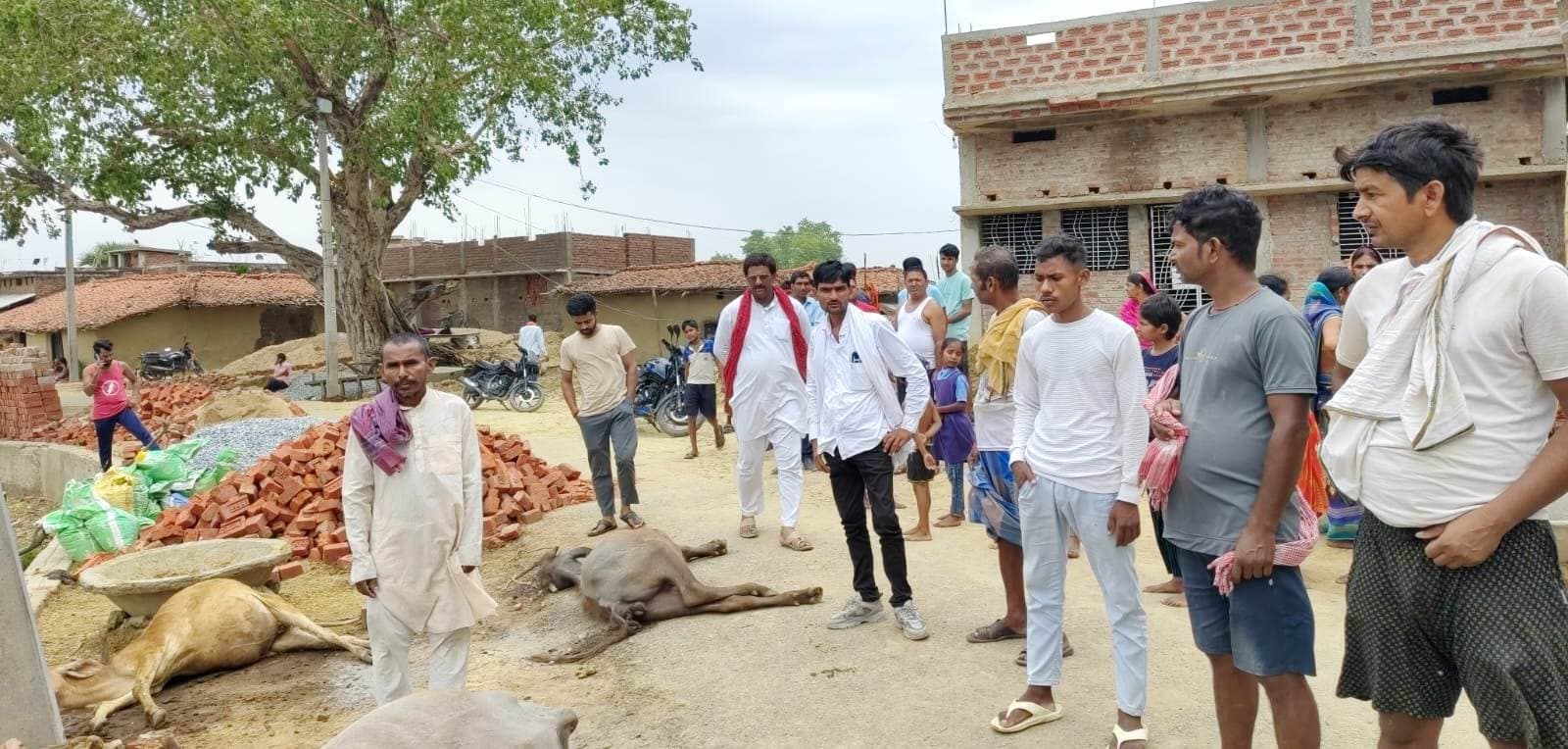 अचानक एलटी तार में हाइ वोल्टेज का हुआ प्रवाह, तीन मवेशी मरे