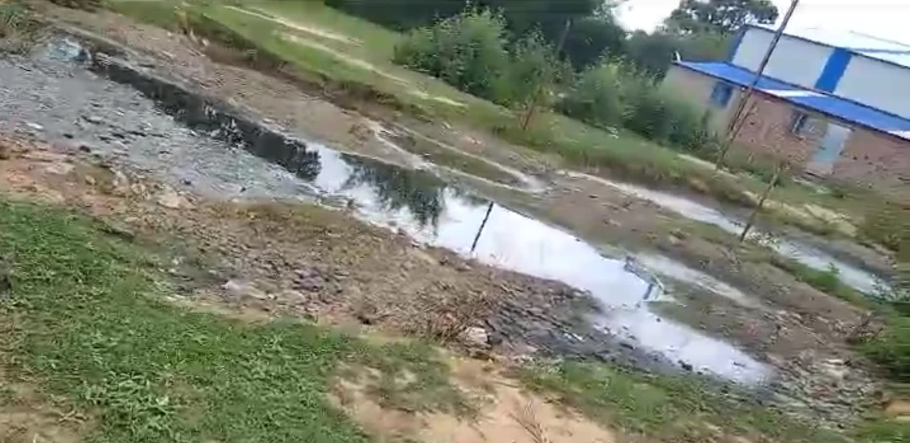 विषाक्त खाद्य पदार्थ खाने से मवेशी की मौत, कई बीमार