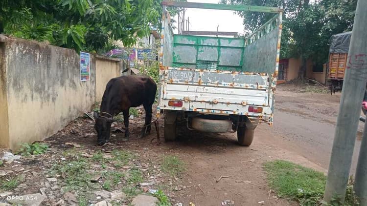 Deoghar News : बाजार समिति परिसर से मवेशी चोरी का प्रयास, एक गिरफ्तार, दो वाहन जब्त