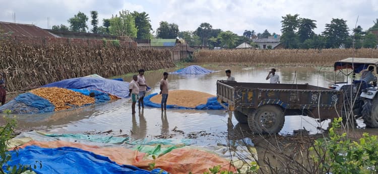 फलका में बारिश बनी आफत, मक्का की फसल बर्बाद, किसान रो रहे हैं खून के आंसू
