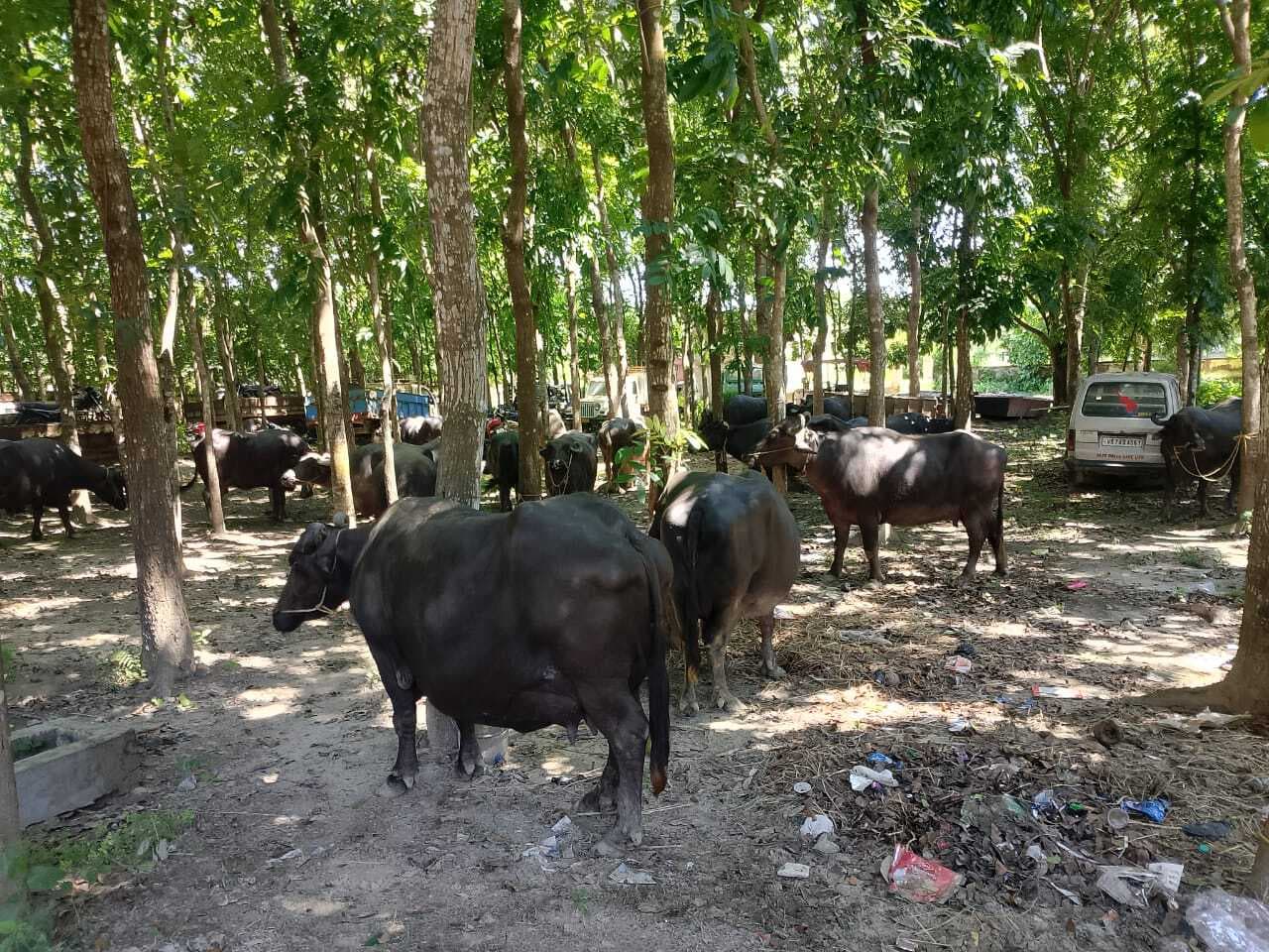 कंटेनर से ले जाये जा रहे तस्करी के 30 मवेशी जब्त, पांच तस्कर गिरफ्तार