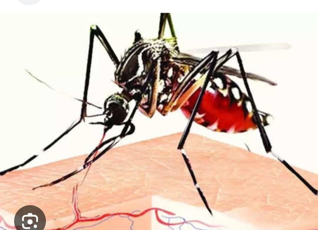 Madhubani News : सावधानी : साफ पानी में पनपता है डेंगू , चिकनगुनिया फैलाने वाला मच्छर