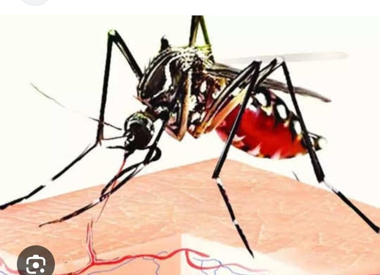 Madhubani News : सावधानी : साफ पानी में पनपता है डेंगू , चिकनगुनिया फैलाने वाला मच्छर