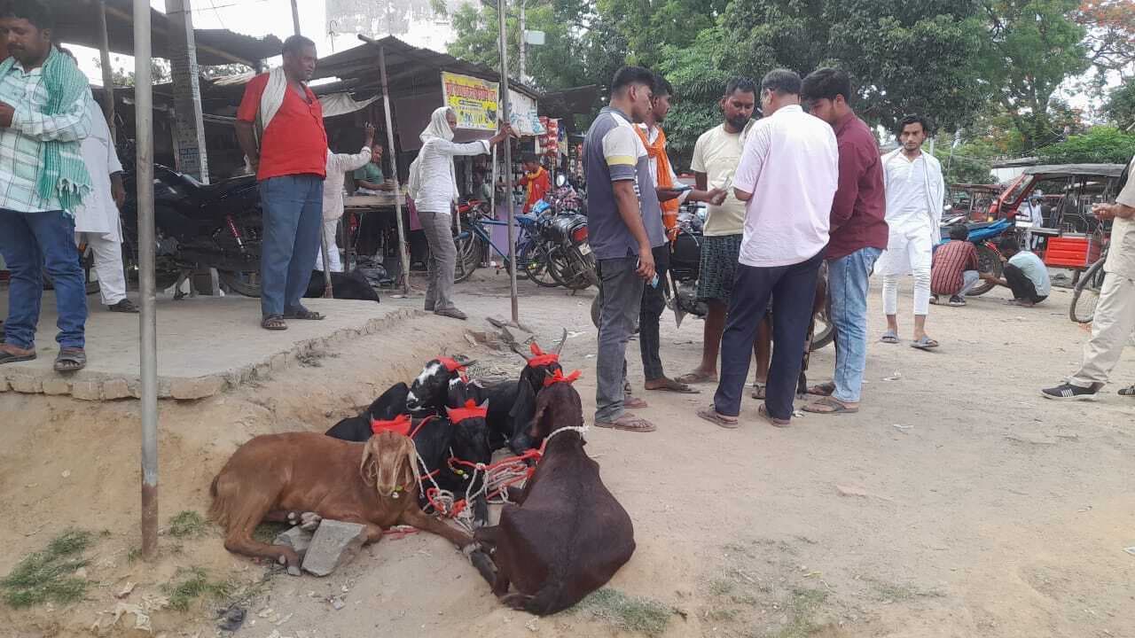 विशेष नस्ल और भारी वजन वाले बकरों की मांग