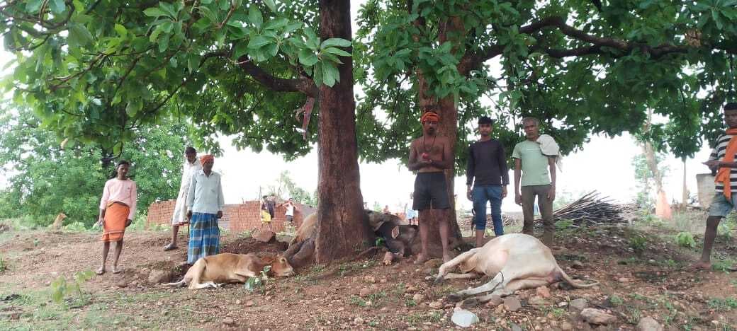 वज्रपात से चार मवेशियों की मौत