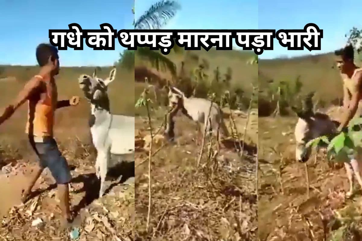 Viral Video: गधे को थप्पड़ मारना पड़ा भारी, जानवर ने सिखाया ऐसा सबक, हंसी नहीं थमेगी