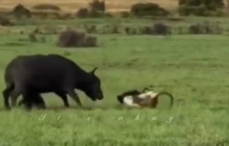 शेर भागे, भैंस डटी रही! वायरल वीडियो में दिखा मां का दमदार रूप