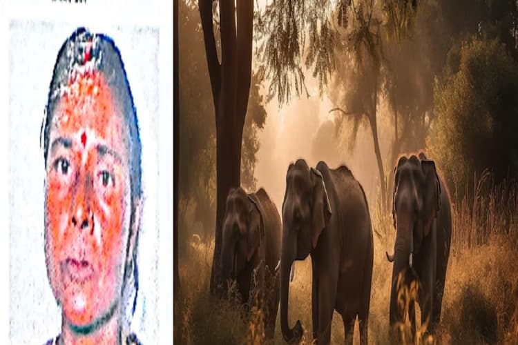 Chandil News: चांडिल में जंगली हाथियों के झुंड ने दो महिलाओं को कुचला, एक की मौत, एक घायल