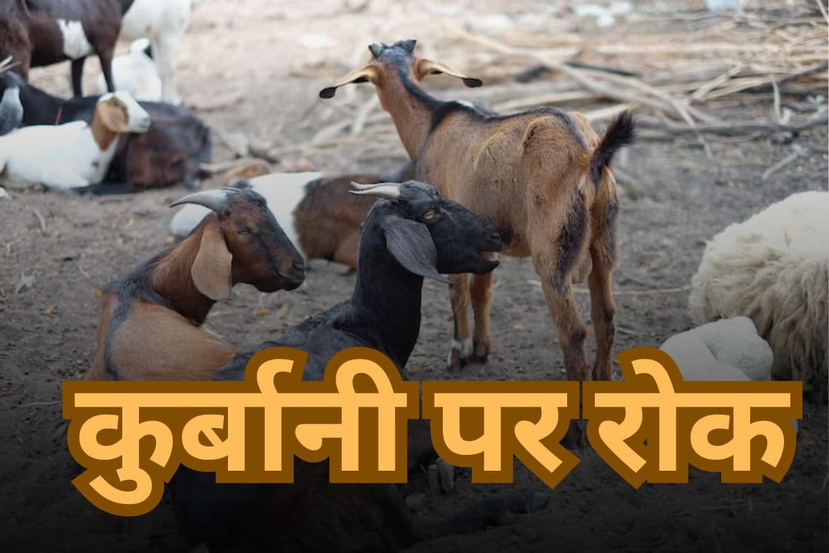 Eid al Adha Bakrid: बकरीद पर नहीं होगी कुर्बानी, सरकार ने लगाई रोक, घर में घुसकर भेड़ें जब्त कर रही पुलिस, देखें वीडियो