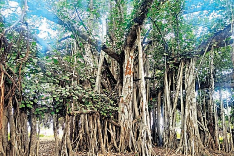 Bihar: यह है बिहार का सबसे पुराना पेड़, 500 साल के बाद मिला हेरिटेज ट्री का दर्जा