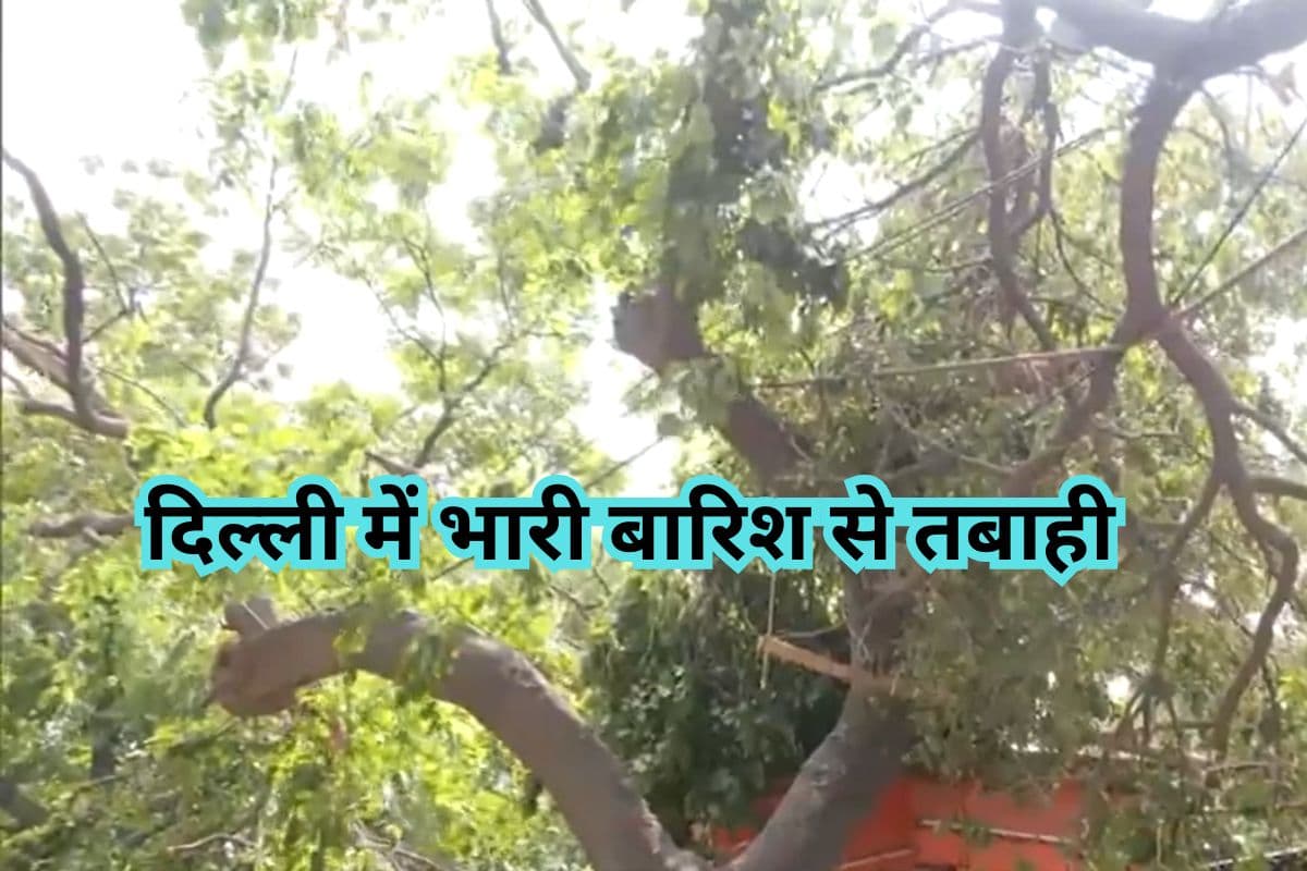 Delhi Heavy Rain: दिल्ली में भारी बारिश से तबाही, करंट लगने से दो की मौत, एक स्ट्रीट डॉग ने भी तोड़ दम